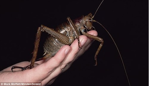 奇趣动物 世界上的奇怪生物集合（图）