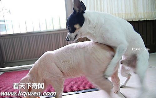 傻逼猪惨遭色狗奸杀
