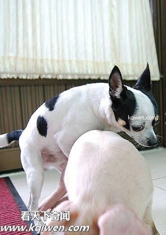 傻逼猪惨遭色狗奸杀