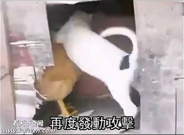 好色小狗，光天化日蹂躏鸡(组图)