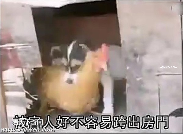 好色小狗，光天化日蹂躏鸡(组图)
