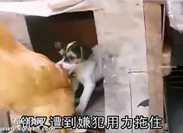 好色小狗，光天化日蹂躏鸡(组图)